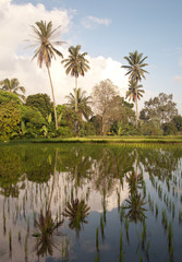Fototapeta na wymiar Rice field in Bali with palms