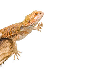 bearded dragon