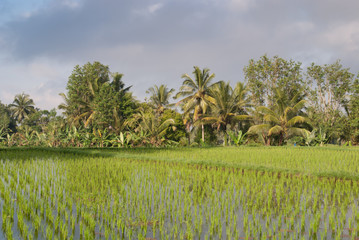 Fototapeta na wymiar Green rice field terraces in Bali