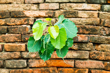 green plant glowing on the old brickwall