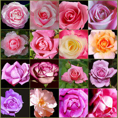 Pink Rose Collage