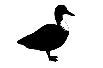 duck