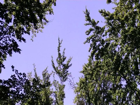 Himmel und Laubb&auml;ume im Wind