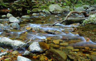 water spring in forest