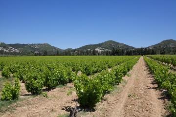 Fototapeta na wymiar Rows of Vines