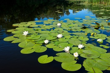 white lilies on a river