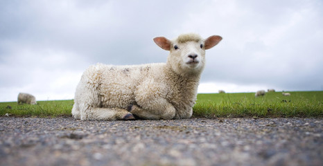 Lamm
