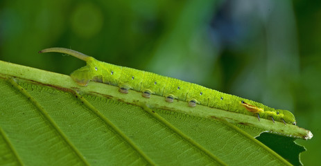 butterfly caterpillar in the parks