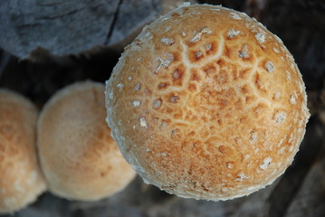 Mushrooms family on old stump  in forest.