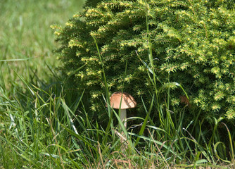 Mushroom in a shade of branches of a tree
