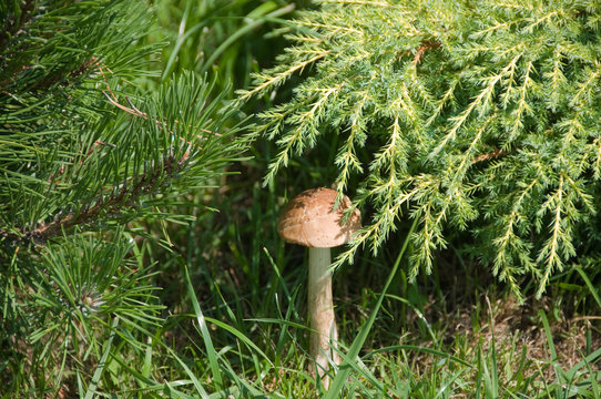 Mushroom in a shade of branches of a tree