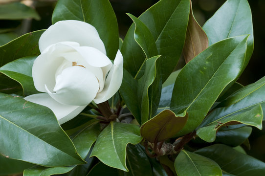 Fototapeta Flower of the Magnolia grandiflora