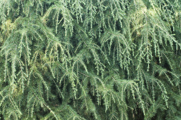 Closeup of an evergreen coniferous tree