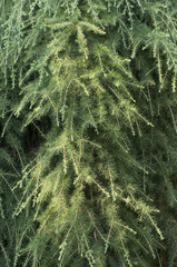 Closeup of an evergreen coniferous tree