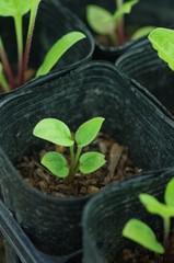 エキナセアの芽