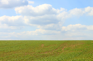green maize field cloudy blue sky