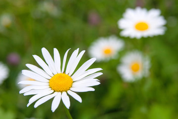 Close up of chamomile flower