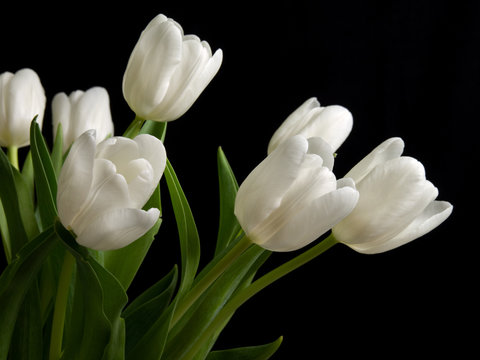 Fototapeta white tulips on black background