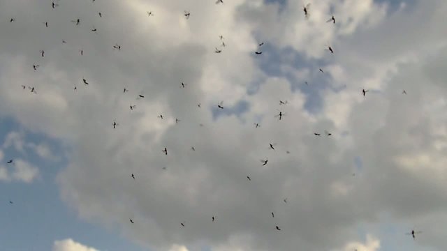 Fliegenschwarm im Sommer
