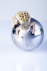Gecko in globe