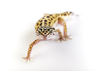 Gecko in a white background