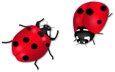 Fototapeta premium coccinelles