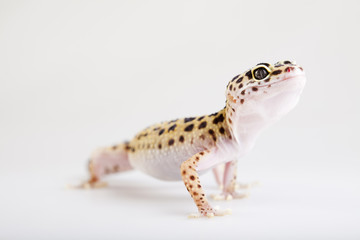Small gecko reptile lizard