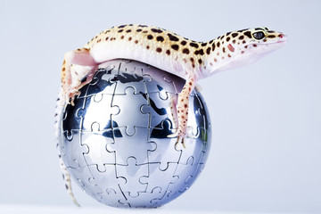 Globe in gecko