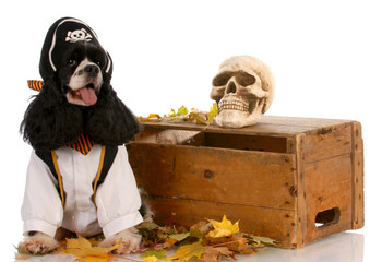 american cocker spaniel dressed up like a pirate