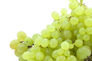 branch of green grapes