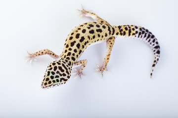 Gecko reptile