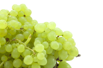 branch of green grapes