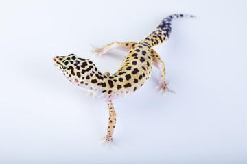 Gecko reptile