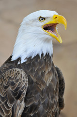 Portrait d'un aigle pygargue à tête blanche ouvrant le bec