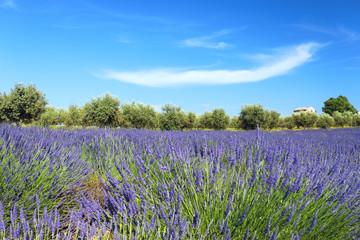 Fototapeta premium couleurs de provence