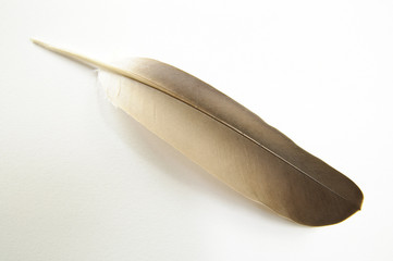 Feather on white background #6.