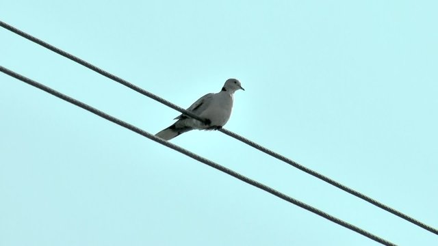 sitting pigeon