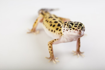 Gecko reptile