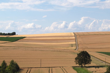Feldweg durch Getreidefelder