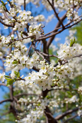 Cherry blossom flowers in spring