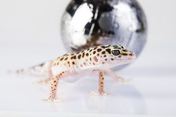 Leopard gecko