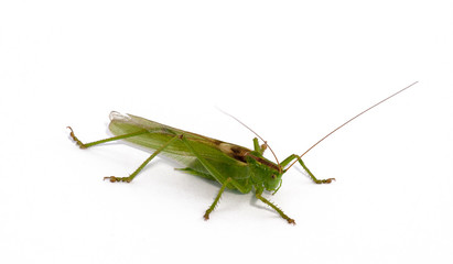 grasshopper