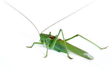 grasshopper