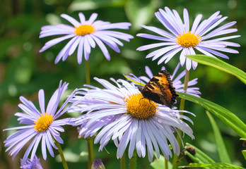 Butterfly on fine chamomile flower