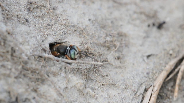 mosca