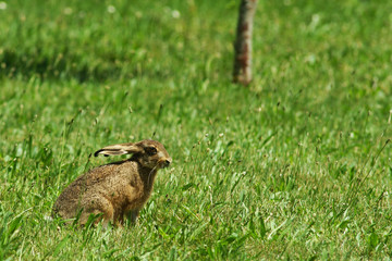 Lièvre et jardin