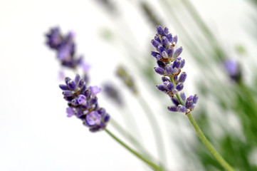 Obraz premium Lavender
