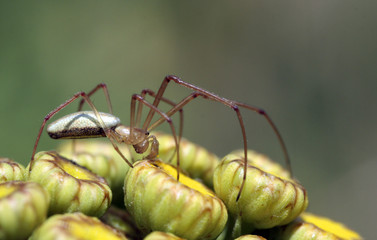 Araignée à longues pattes (Pholcus phalangloides)