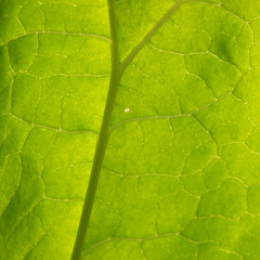 Fototapeta na wymiar Zielony liść