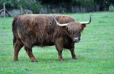 Long haired Oxen